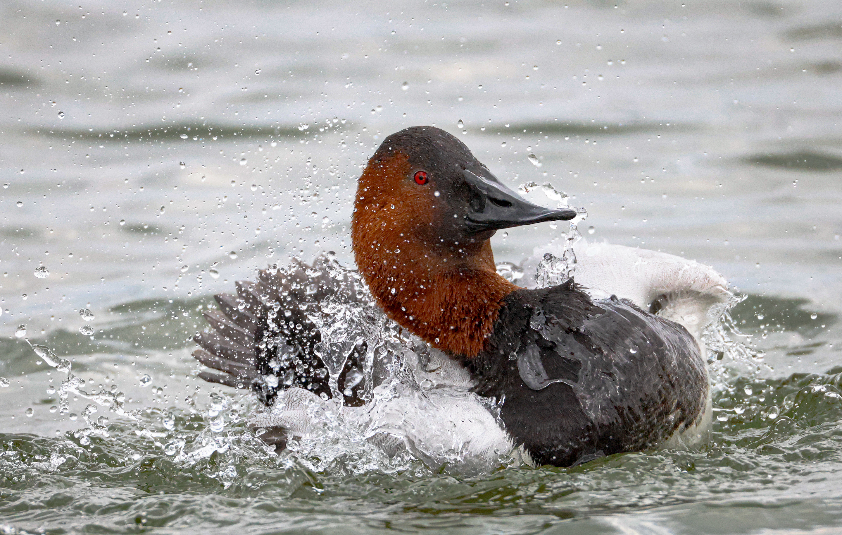2nd PrizeOpen Nature In Class 3 By Mark Cohen For Bath Time JAN-2026.jpg